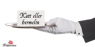 Katt eller hermelin