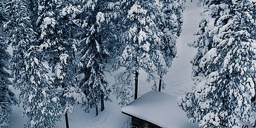 Den perfekta skogen